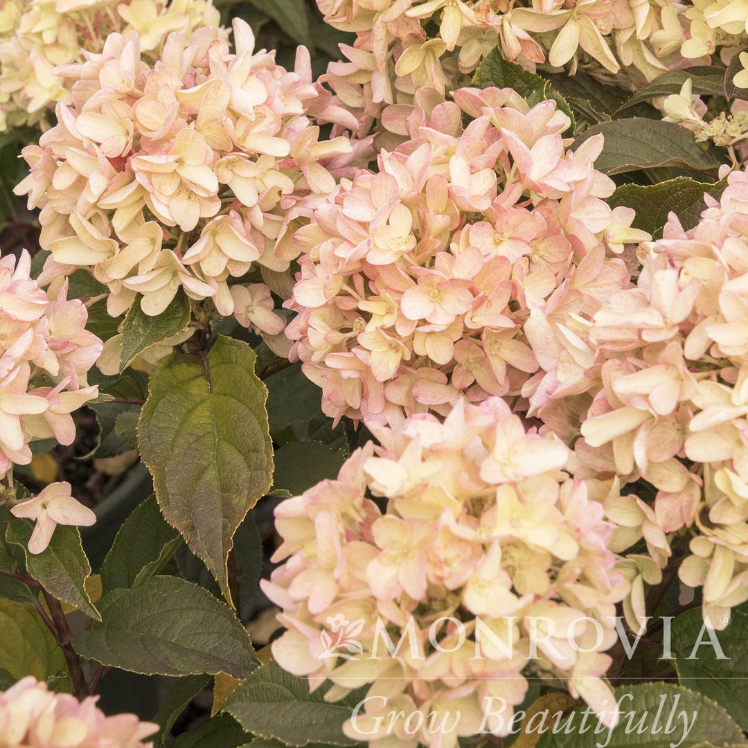 Hydrangea paniculata 'SMHPCW' PP #28,699 ~ Monrovia® Strawberry Shake™ Hydrangea