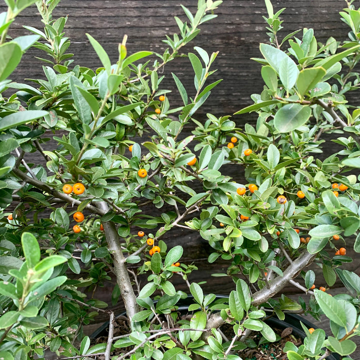 Pyracantha x 'Mohave' ~ Mohave Firethorn Shrub