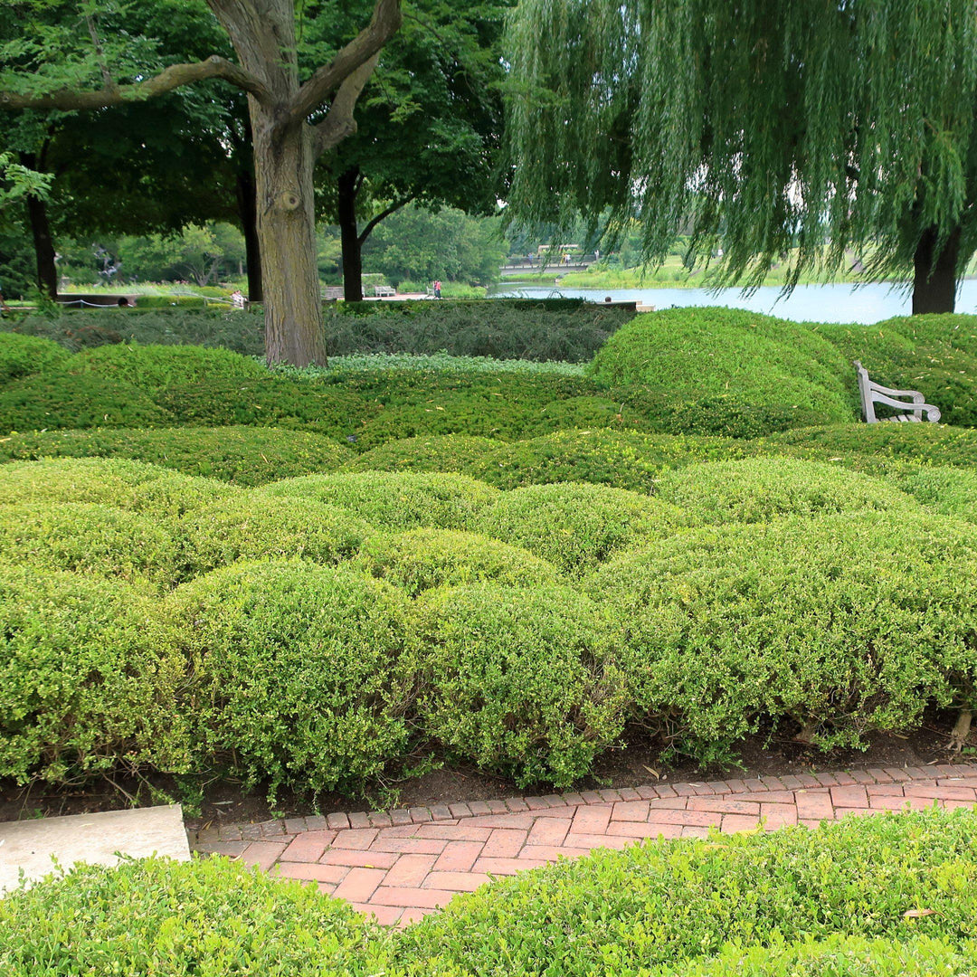 Buxus microphylla 'Wintergreen' ~ Wintergreen Boxwood