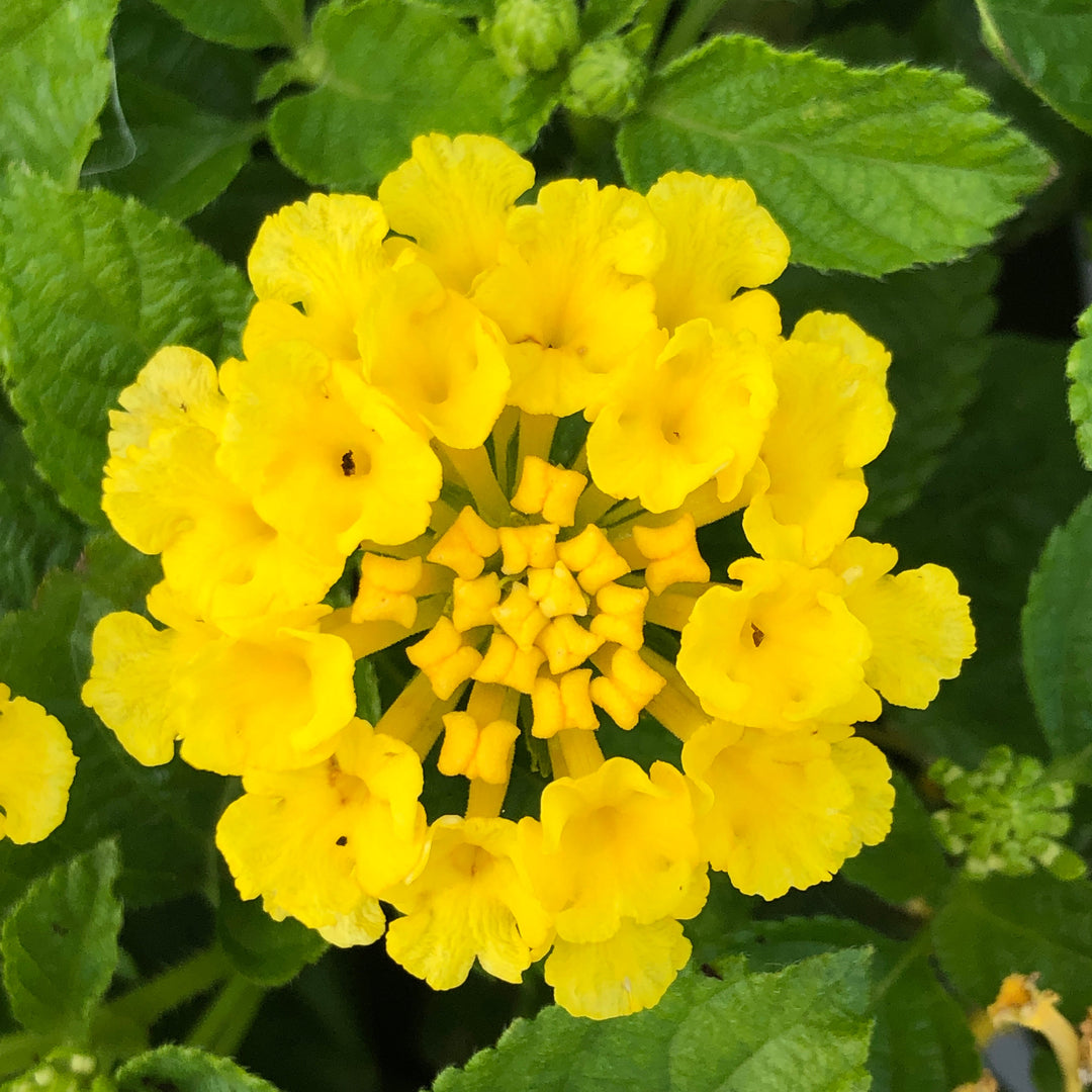 Lantana camara 'Bandana Yellow' ~ Bandana® Yellow Lantana