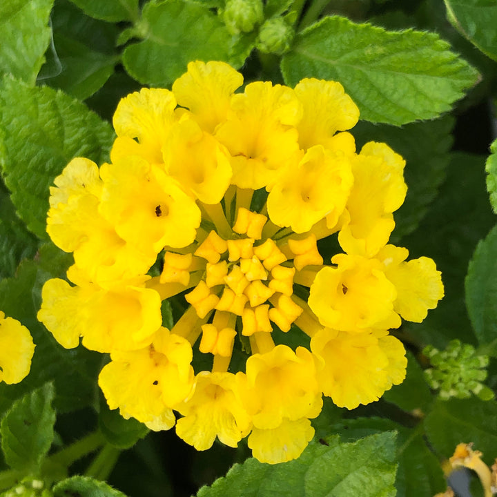 Lantana camara 'Bandana Yellow' ~ Bandana® Yellow Lantana