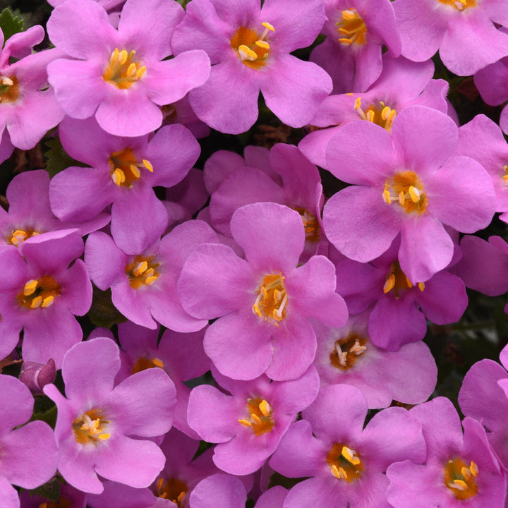 Sutera cordata 'Balmecopinim' ~ MegaCopa™ Pink Bacopa