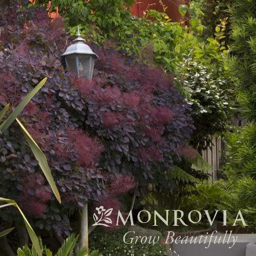 Cotinus coggygria 'Royal Purple' ~ Monrovia® Royal Purple Smoke Tree