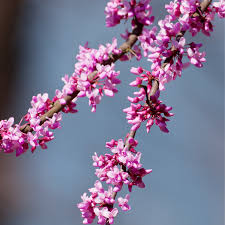 Redbud - Eastern - 5G