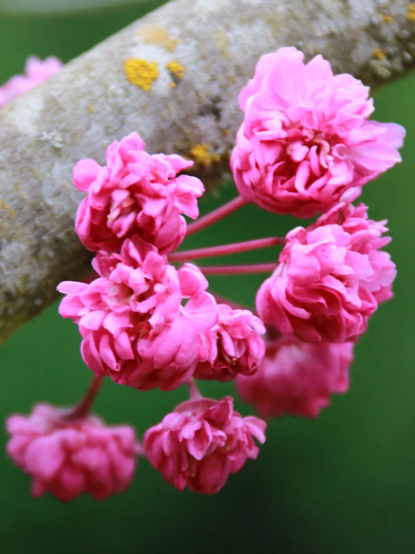 Redbud - Forest Pom Pom - 5G