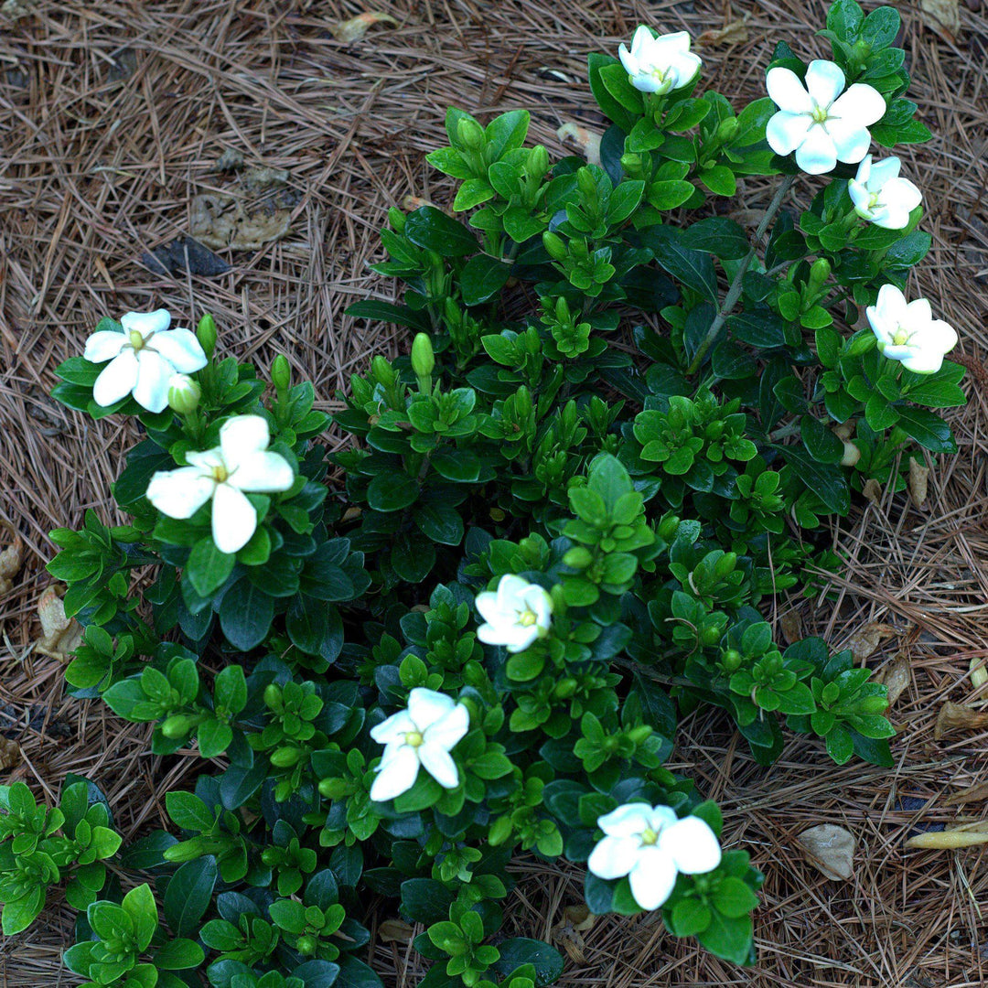 Gardenia jasminoides 'Kleim's Hardy' ~ Kleim's Hardy Gardenia