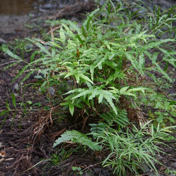 Pteris cretica 'Velociraptor’ ~ Monrovia® Jurassic™ Velociraptor Ribbon Fern