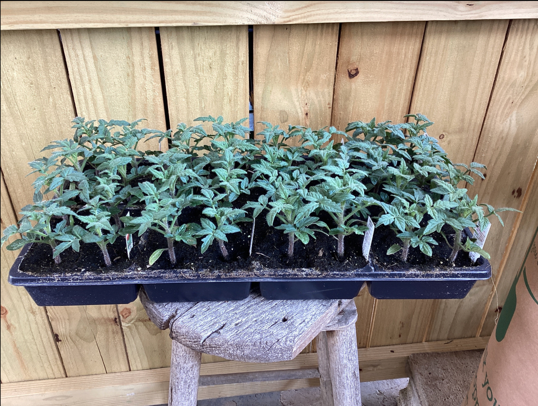Flat- 4 pack Annual VEGETABLE