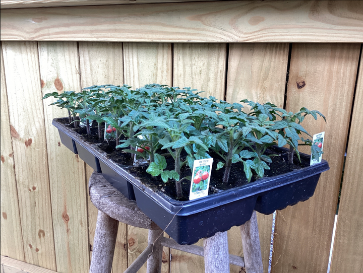 Flat- 4 pack Annual VEGETABLE