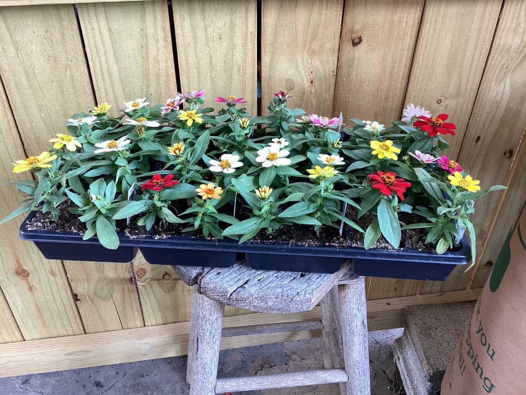 Flat - 4 pack Annual FLOWER
