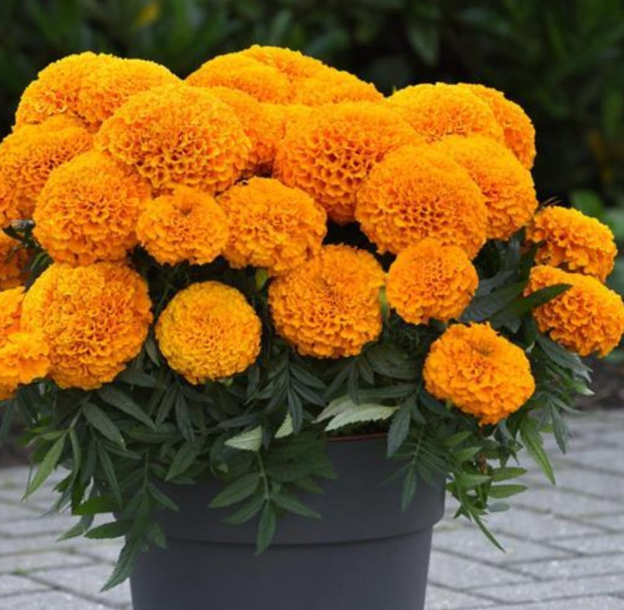 Marigold Planter