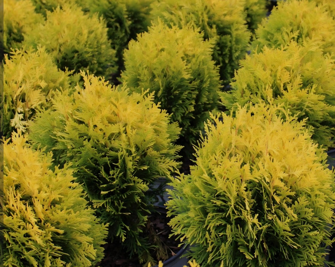 Arborvitae ~ Anna's Magic Ball