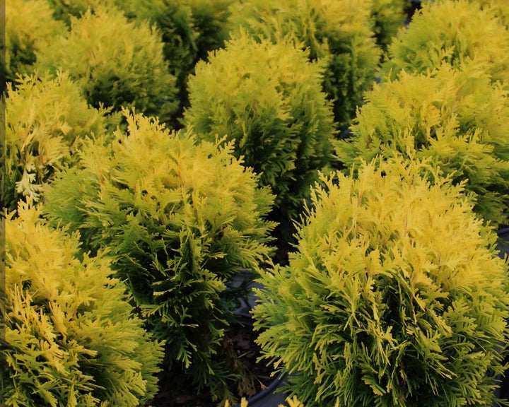 Arborvitae ~ Anna's Magic Ball