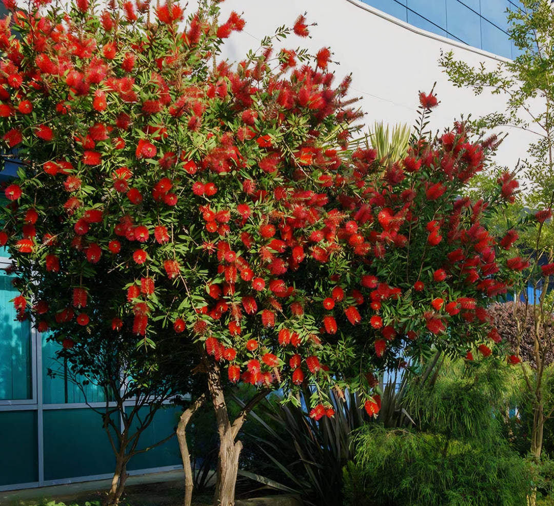 Bottlebrush Tree