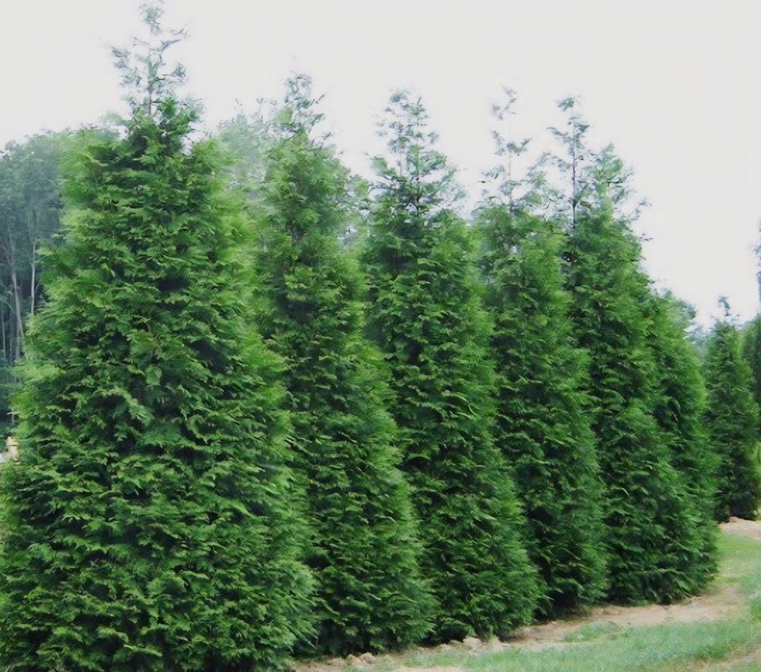 Arborvitae 'Green Giant'