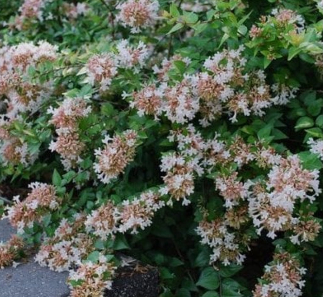 Abelia 'Rose Creek' #3