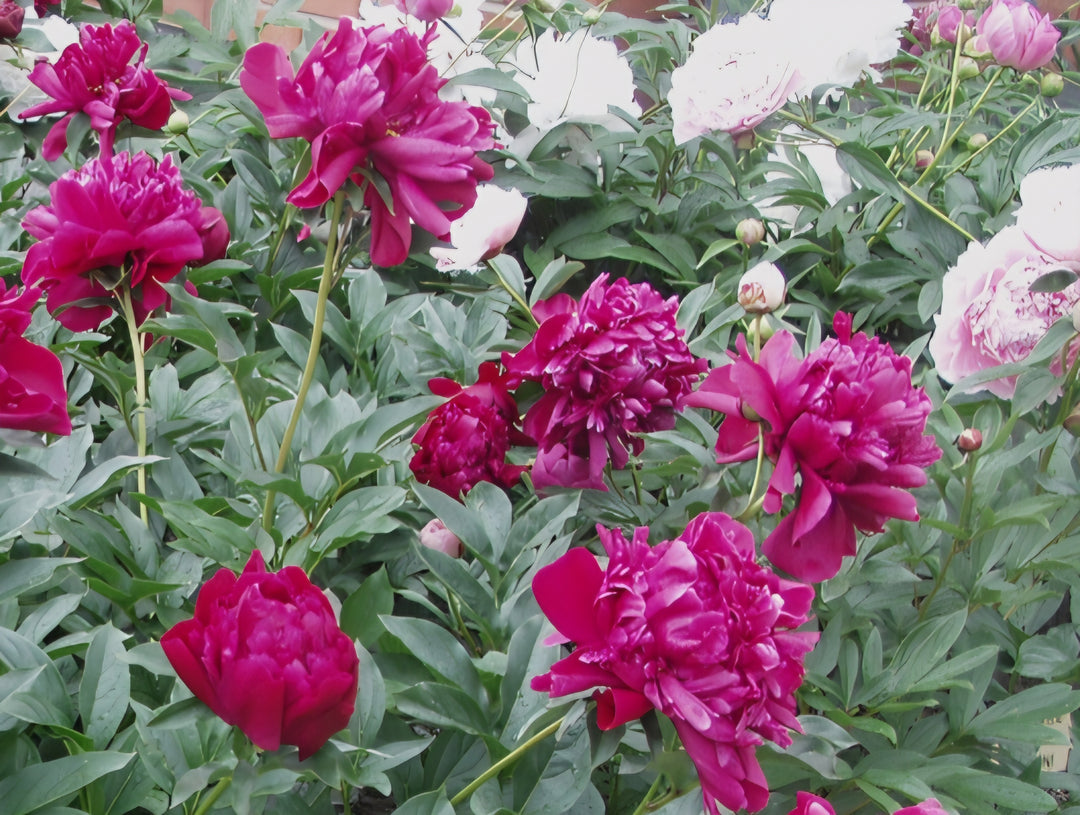 Peony - Assorted