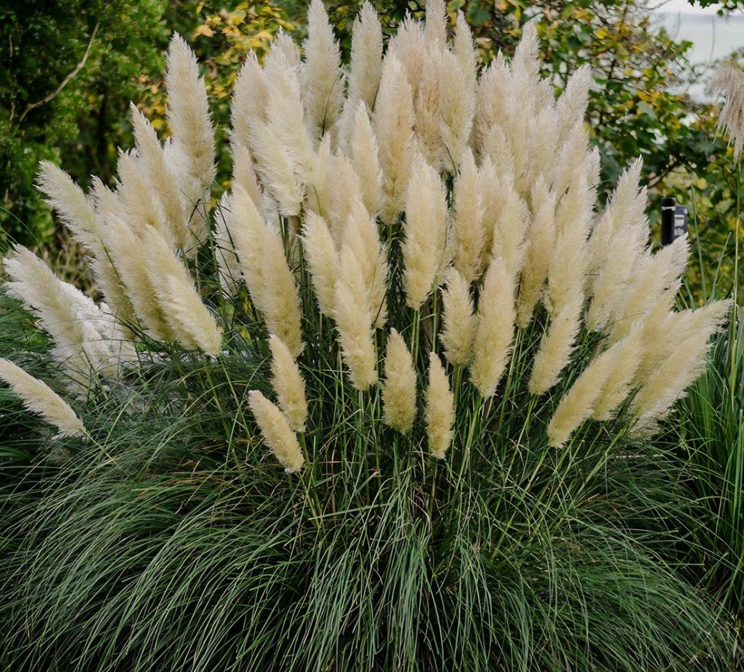 Grass - Hardy Pampas (white)