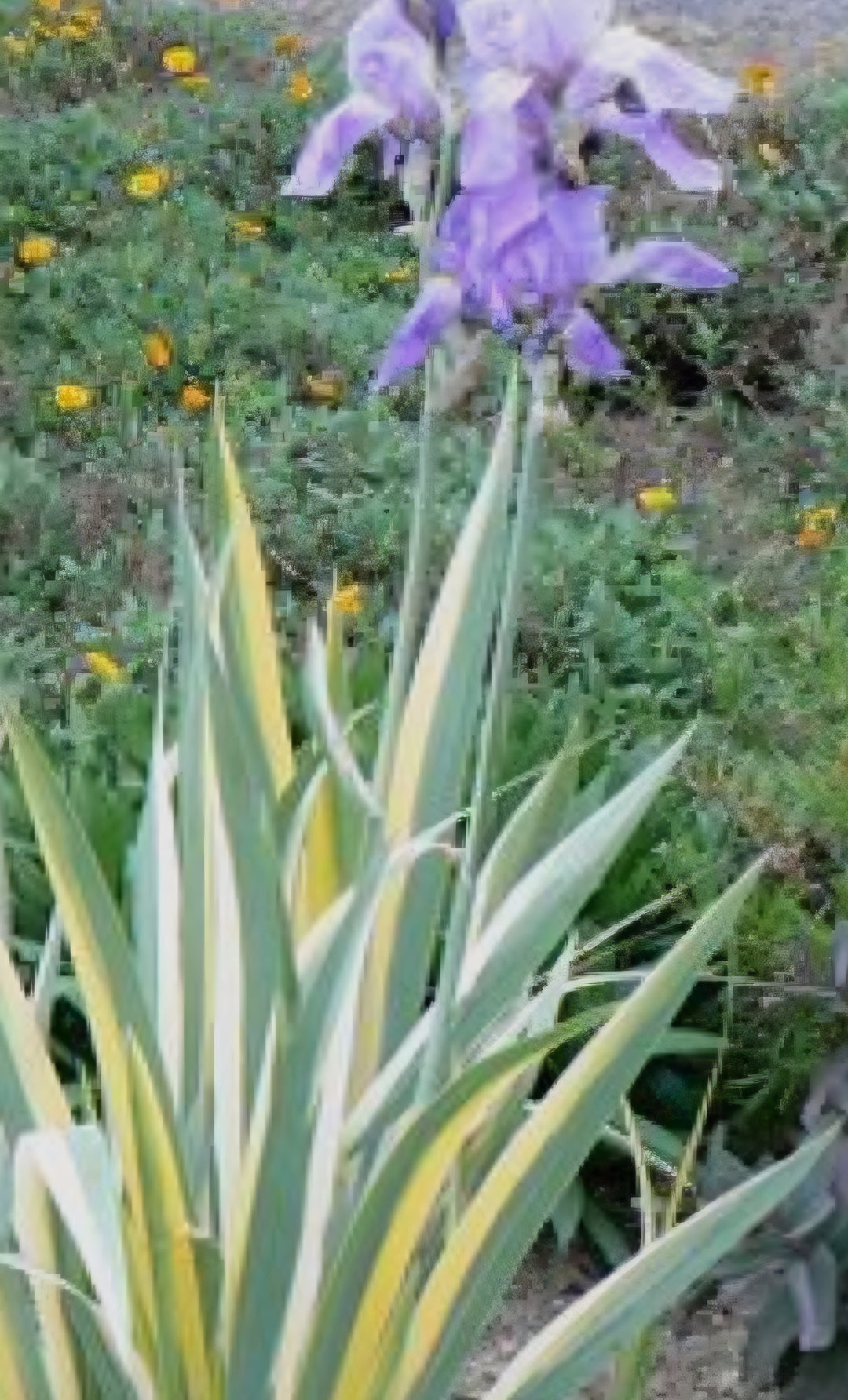 Iris #1