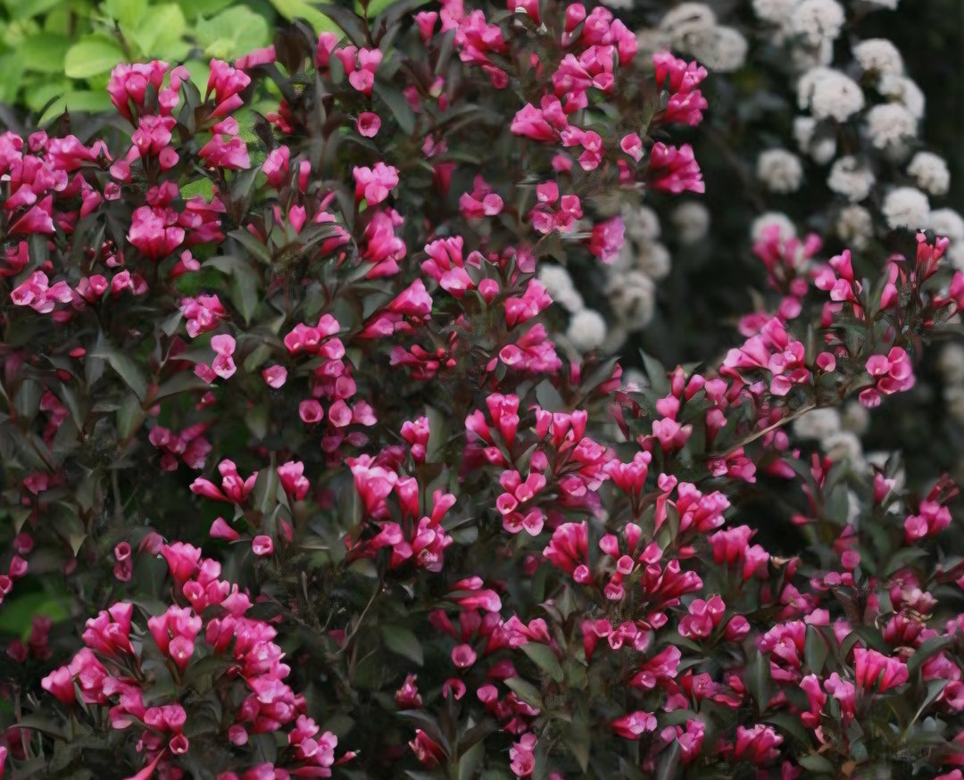 Weigela Shrub 'Wine & Roses'