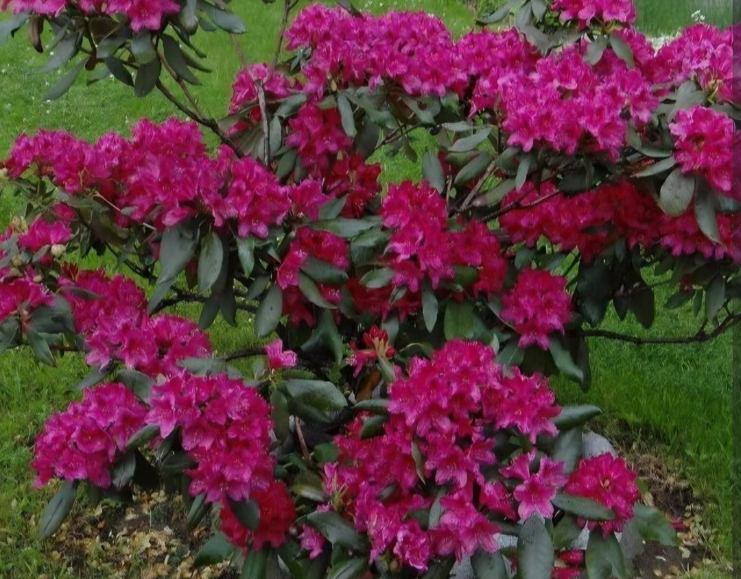 Rhododendron 15gal
