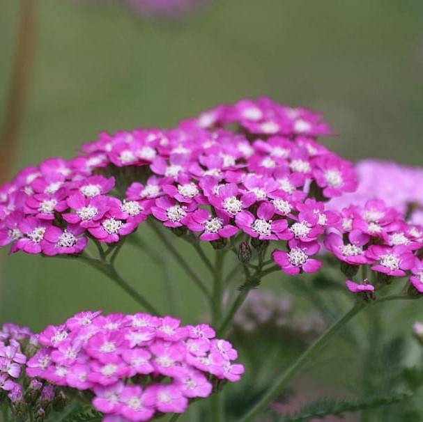 Achillea millefolium 'Balvinviolet' USPP 25,750' ~ New Vintage™ Violet Yarrow