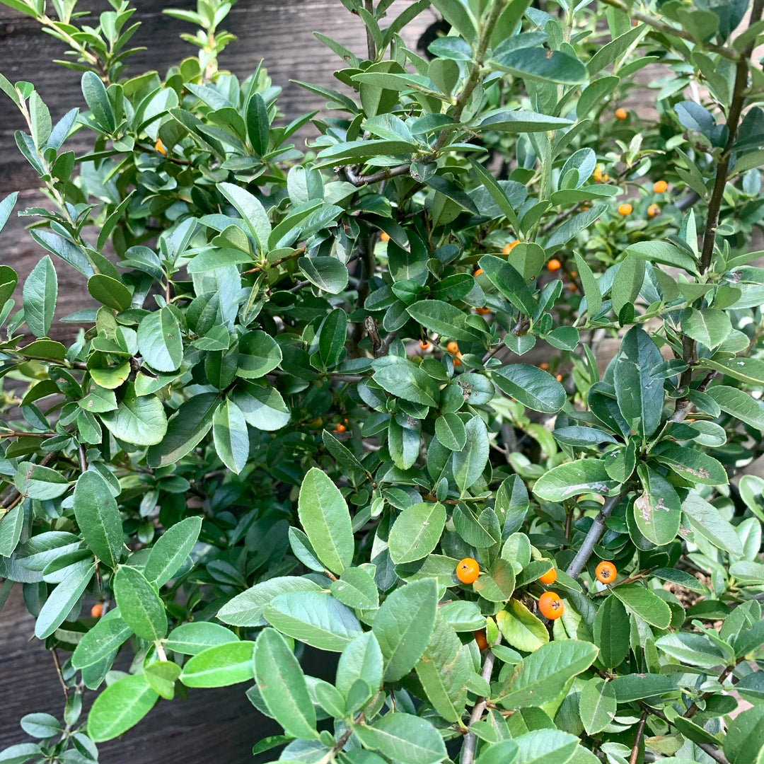 Pyracantha x 'Mohave' ~ Mohave Firethorn Shrub