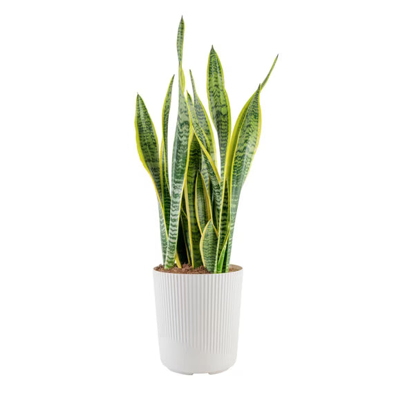 Snake Plant - Sansevieria