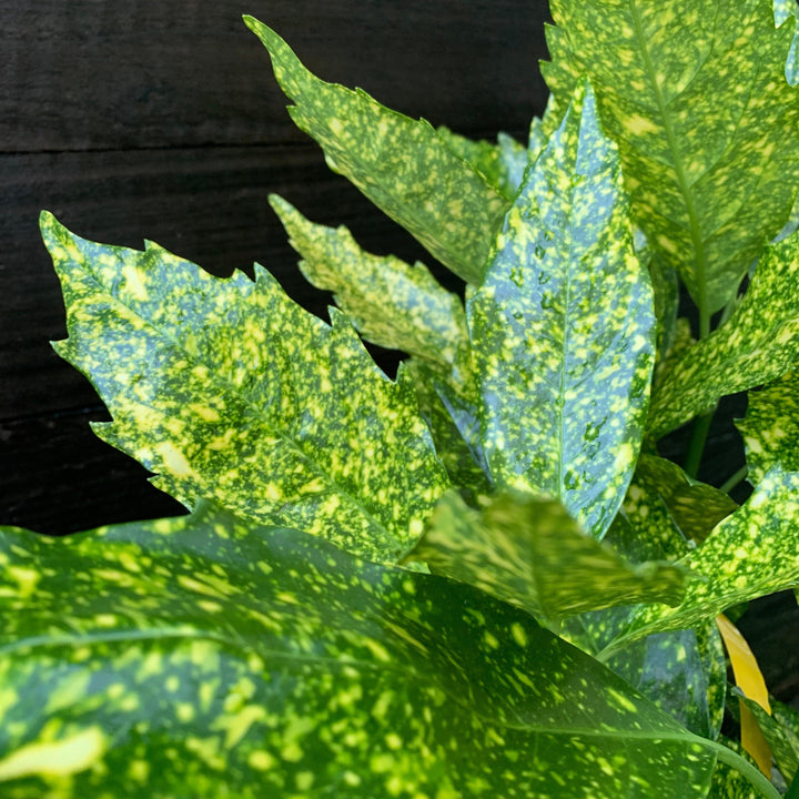 Aucuba japonica 'Variegata' ~ Gold Dust Aucuba, Gold Dust Laurel