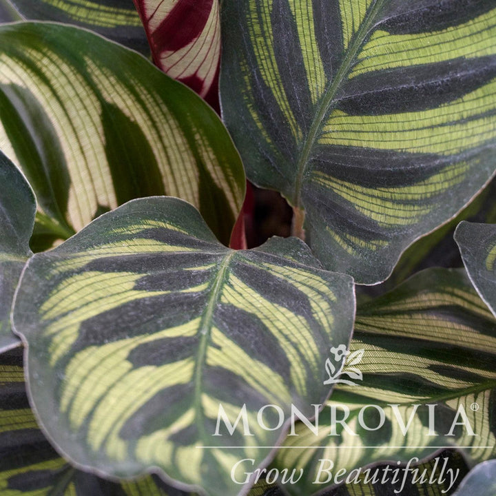 Calathea makoyana ~ Monrovia® Peacock Plant