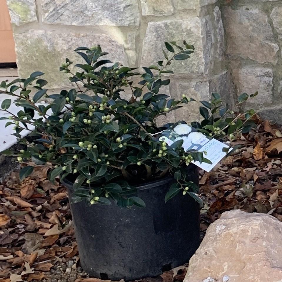 Camellia sasanqua ‘Green 02-004’ ~ October Magic® White Shi-Shi™ Camellia