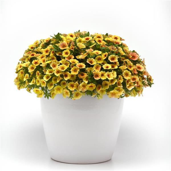 Calibrachoa hybrida 'KLECA20803' ~ MiniFamous® Uno Yellow+Red Vein Calibrachoa