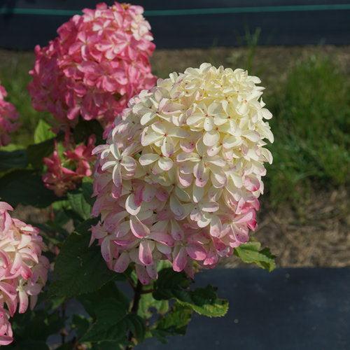 Hydrangea paniculata 'SMNHPM' ~ Quick Fire Fab® Hydrangea