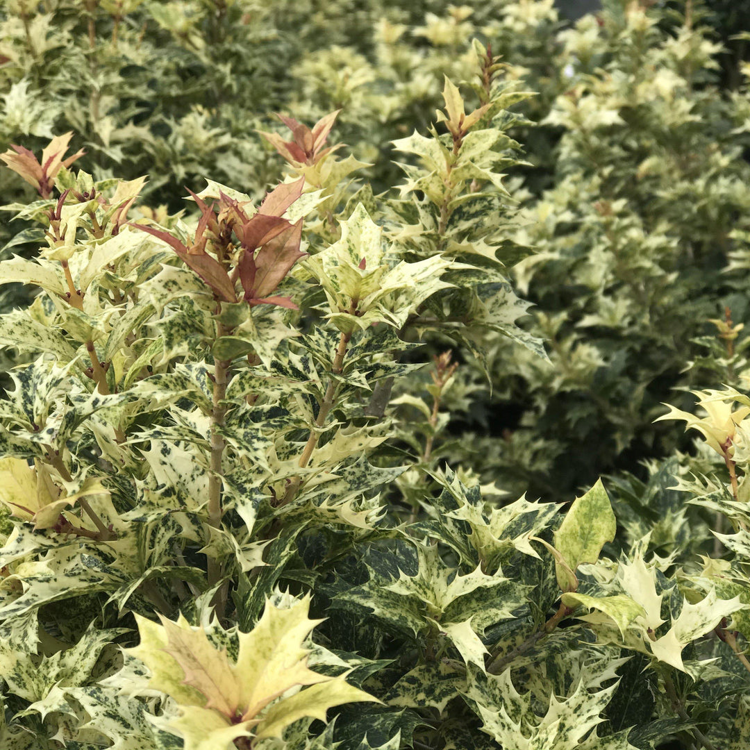 Osmanthus heterophyllus 'Goshiki' ~ Monrovia® Goshiki False Holly