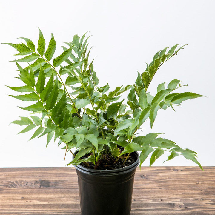 Cyrtomium falcatum ~ Japanese Holly Fern