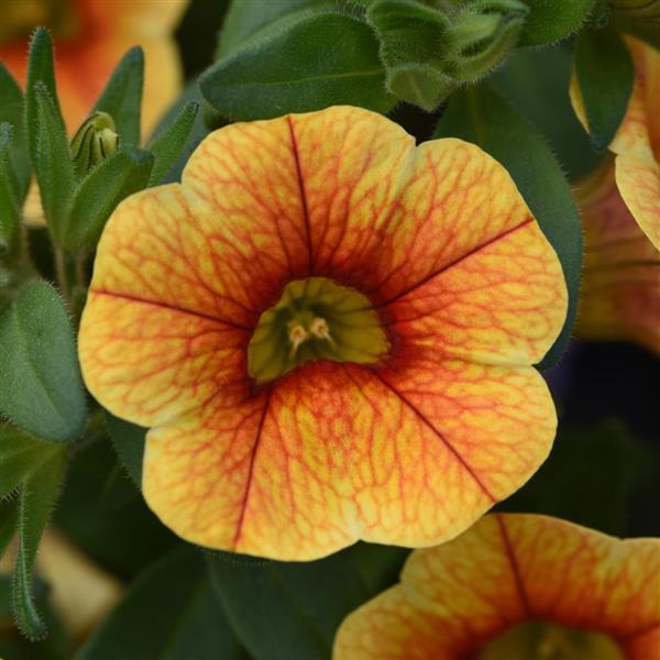 Calibrachoa hybrida 'KLECA20803' ~ MiniFamous® Uno Yellow+Red Vein Calibrachoa