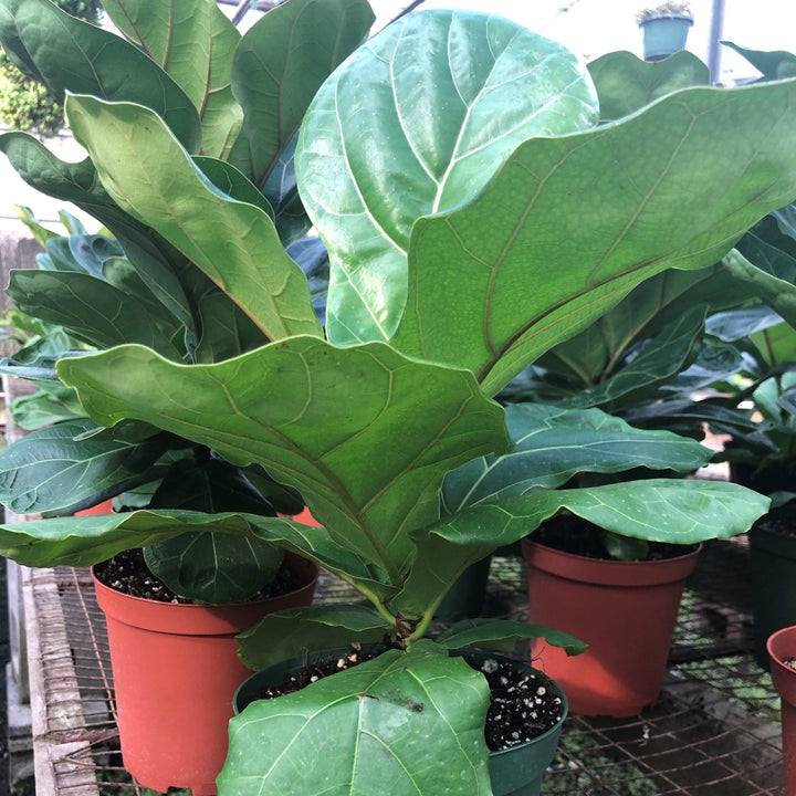 Ficus lyrata ~ Monrovia® Fiddle-Leaf Fig