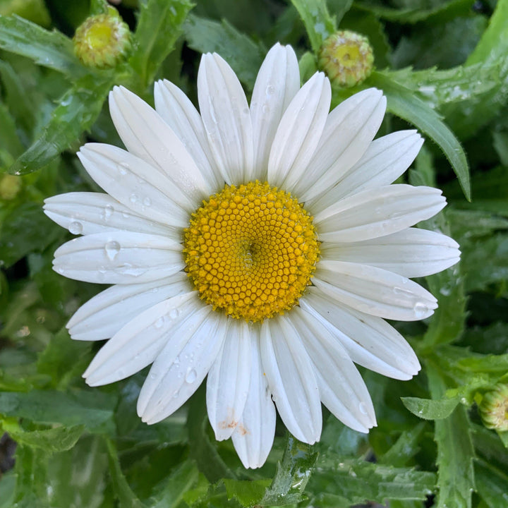 Leucanthemum x superbum 'Snowcap' ~ Snowcap Shasta Daisy