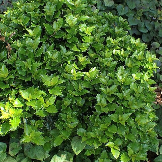 Ilex x meserveae 'Mondo' ~ Monrovia® Little Rascal® Holly