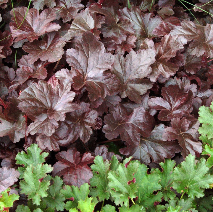 Heuchera 'Obsidian' ~ Obsidian Coral Bells