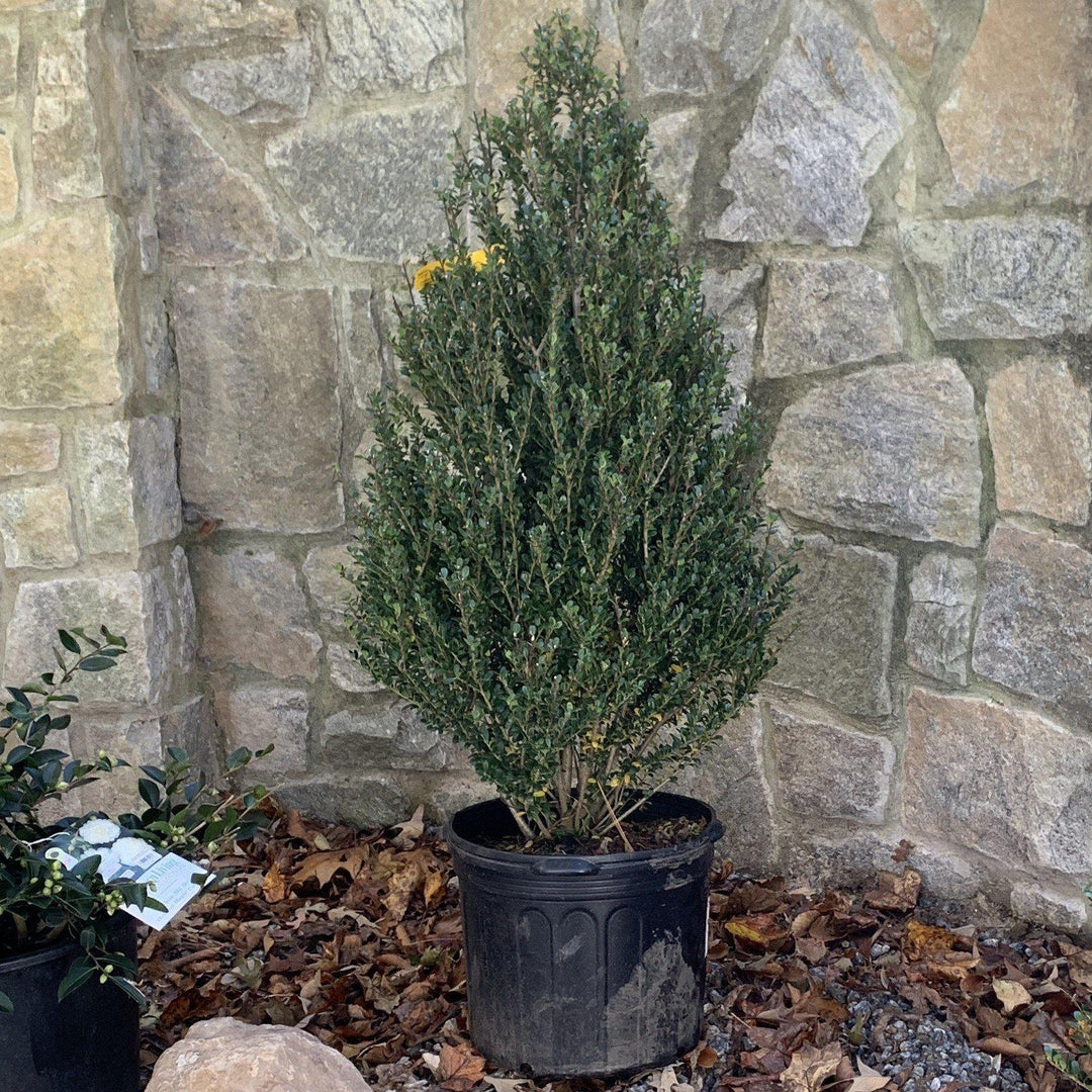 Ilex crenata 'Steeds' ~ Steeds Upright Japanese Holly