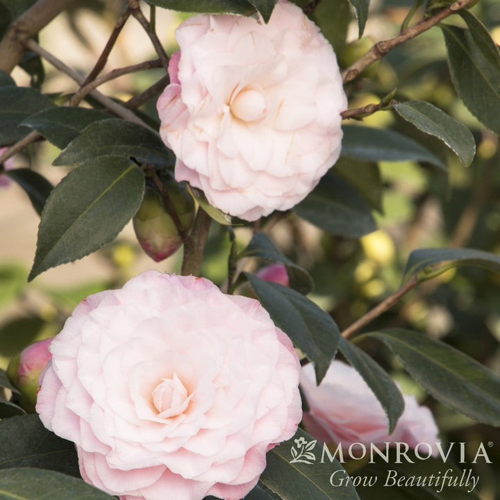 Camellia japonica 'Nuccio's Pearl' ~ Monrovia® Nuccio's Pearl Camellia