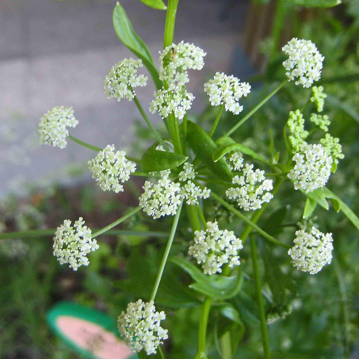 Petroselinum hortensis ~ Triple Curled Parsley