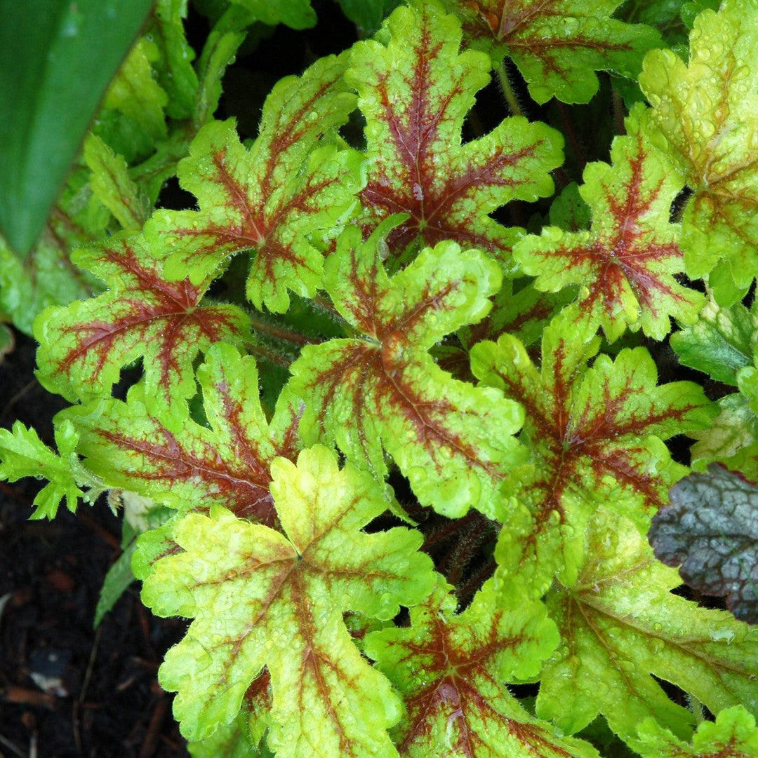 X Heucherella 'Alabama Sunrise' ~ Alabama Sunrise Foamy Bells