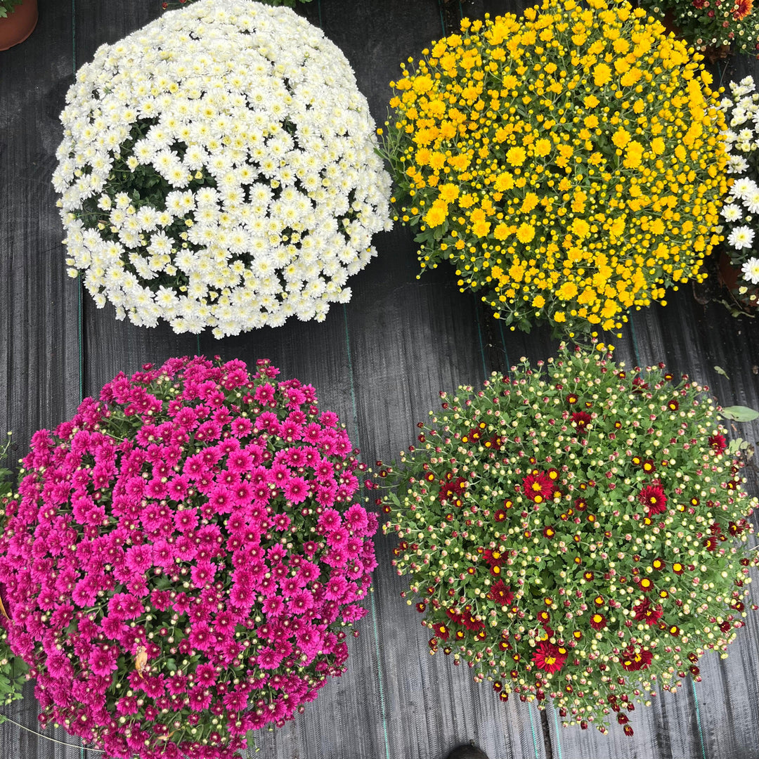 ~ Garden Mums, Assorted Colors