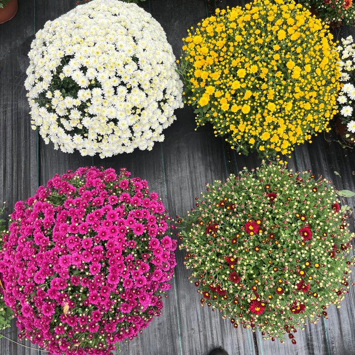 ~ Garden Mums, Assorted Colors