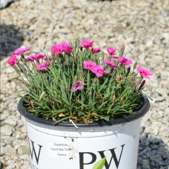 Dianthus 'Paint the Town Fancy' ~ Paint the Town Fancy Dianthus