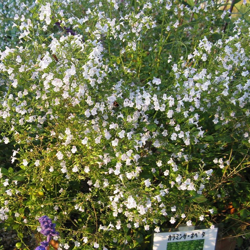 Calamintha nepeta spp. nepeta ~ Lesser Calamint