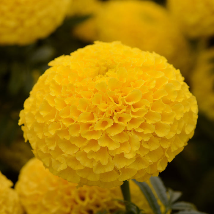 Tagetes erecta 'PAS106054' ~ Taishan® Yellow African Marigold