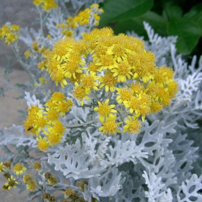 Senecio cineraria ~ Dusty Miller